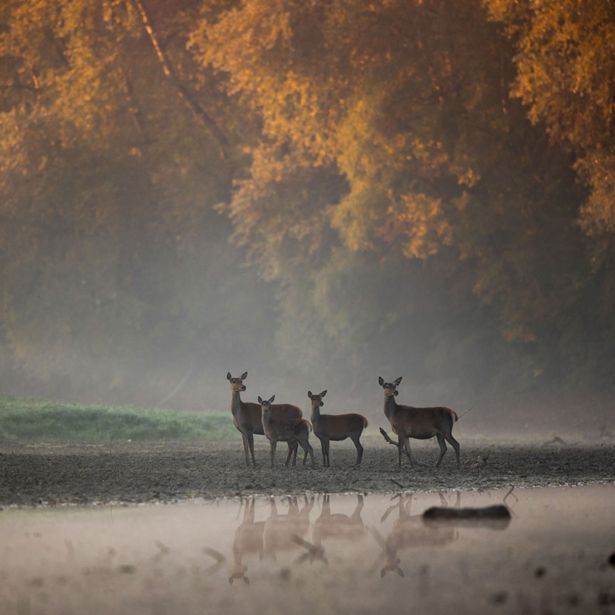 About RavenRocks Precision